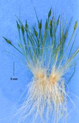 Centrolepis glabra, the lax tuft of a submerged plant from a kettlehole tarn (Spider Lakes, Canterbury).
 Image: K.A. Ford © Landcare Research 2013 